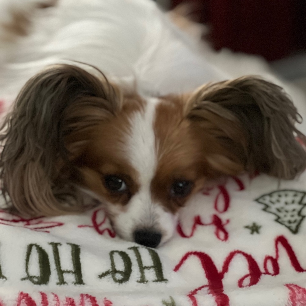 Meet your Posher, Teri